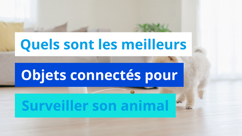 Quels sont les meilleurs objets connectés pour surveiller son animal de compagnie ?