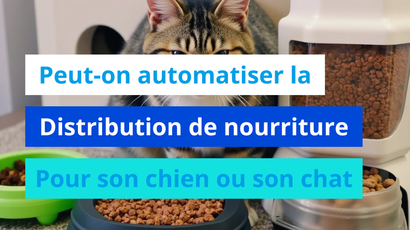 Peut-on automatiser la distribution de nourriture pour son chien ou son chat ?