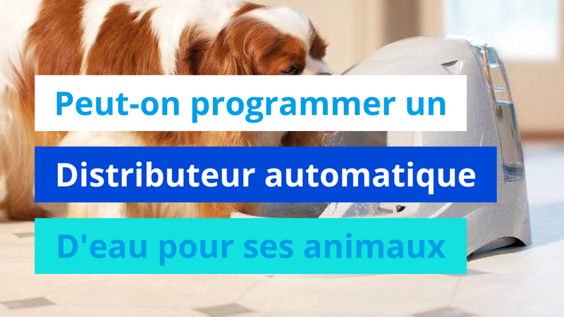 Peut-on programmer un distributeur automatique d'eau pour ses animaux ?