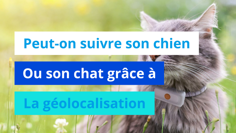 Peut-on suivre son chien ou son chat grâce à la géolocalisation ?